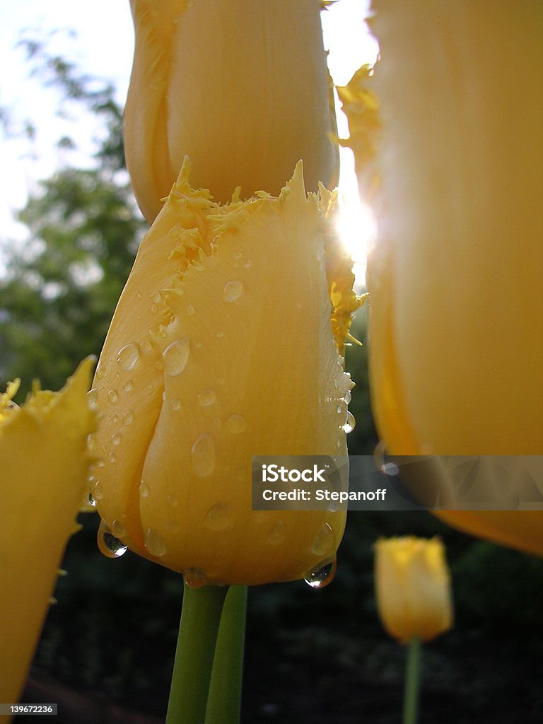 Tulipani Dopo la pioggia - Foto stock royalty-free di Aiuola
