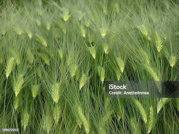 Photo libre de droit de Maïs banque d'images et plus d'images libres de droit de Agriculture - Agriculture, Avoine cultivée, Blé