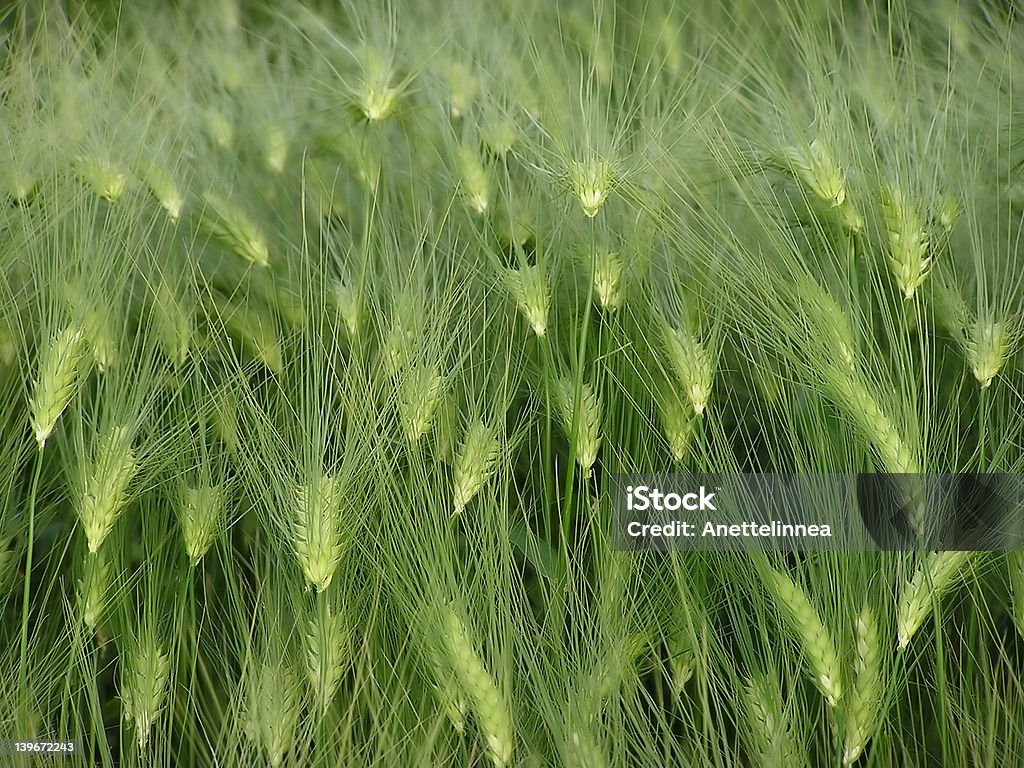 Кукурузный - Стоковые фото Ветер роялти-фри