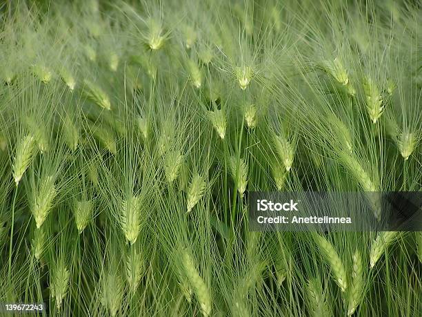 Кукурузный — стоковые фотографии и другие картинки Ветер - Ветер, Горизонтальный, Зерновые