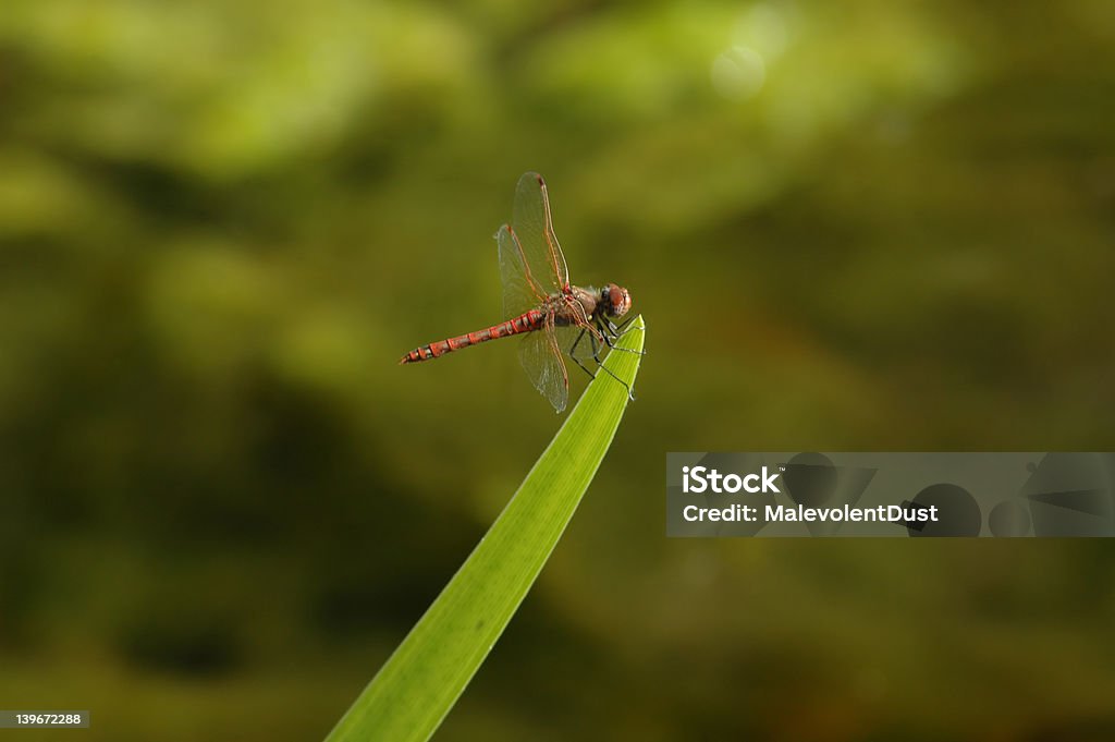 Red Dragonfly A lone red dragonfly rests on a stalk of grass. Animal Body Part Stock Photo