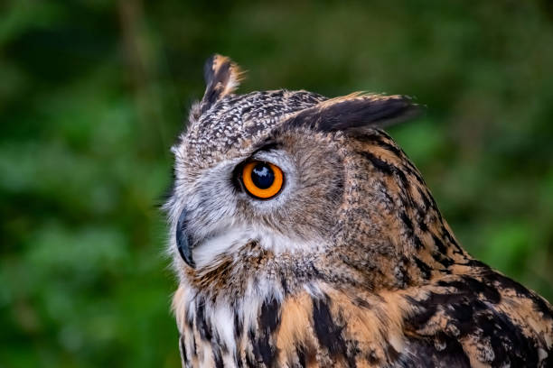 istock Close Up Of Eagle Owl 1396722885