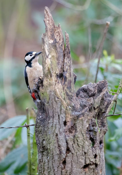 istock Greater Spotted Woodpecker (Dendrocopos Major) On A Tree Trunk 1396722945