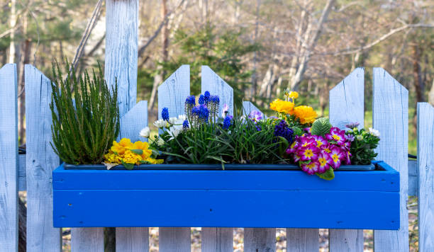 pot de fleurs avec des fleurs de printemps. décoration de maison et de jardin - hyacinth lily family potted plant flower photos et images de collection