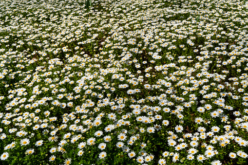 Daisies on green grass