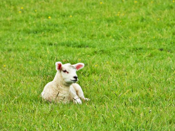 istock Little lamb in the green 1396723724