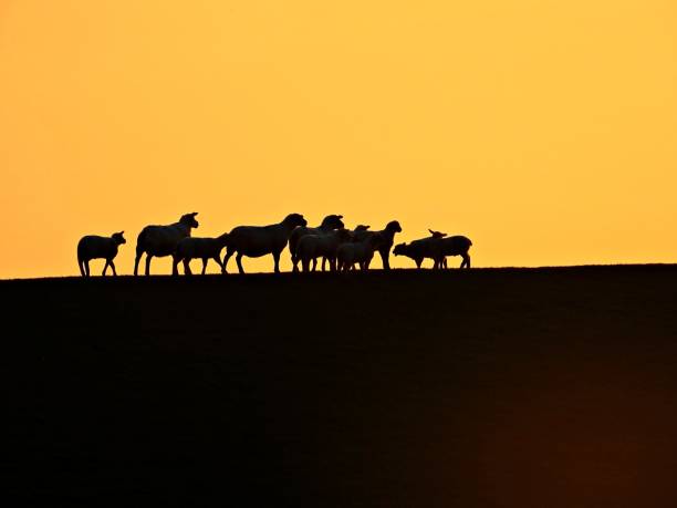 istock Flock of sheep 1396723766