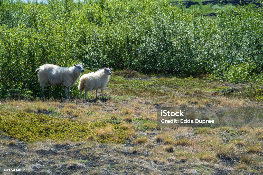 Sheep on the way between Dimmuborgir and Grjotagja in the north of Iceland. A landscape shaped by birches and mosses, lava and tuff. Agricultural Field Stock Photo