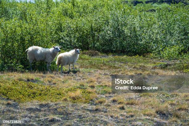 Sheep On The Way Between Dimmuborgir And Grjotagja In The North Of Iceland A Landscape Shaped By Birches And Mosses Lava And Tuff Stock Photo - Download Image Now