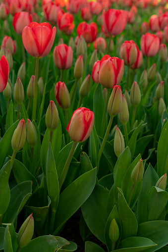 Beautiful spring scene. Rolling hills covered with tulips in a wonderful golden hour light.