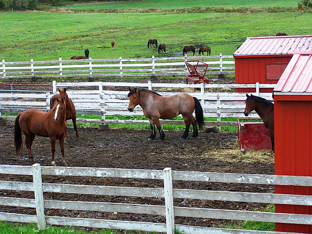Horses Horses near the red barn in New England plushka stock pictures, royalty-free photos & images