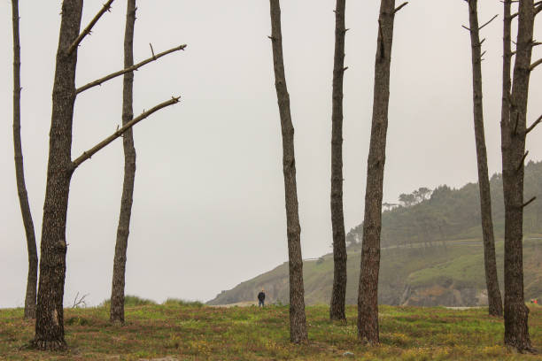 istock trees near the coast in a misty day 1396724019
