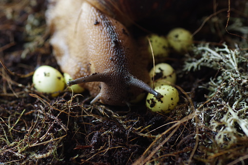 Archachatina marginata. Giant African Snail on the egg-laying