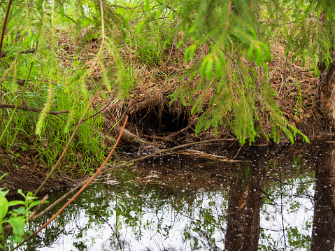 The main entrance to the beaver burrow is located just above the water level.