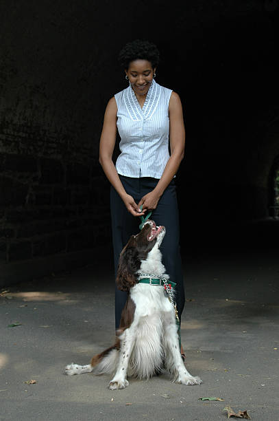 A young truffles dog is looking for truffle in a hazel grove of the Langhe, Piedmony - Italy