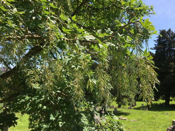 istock Golden Chain (Laburnum) - Seedpods 1396725238