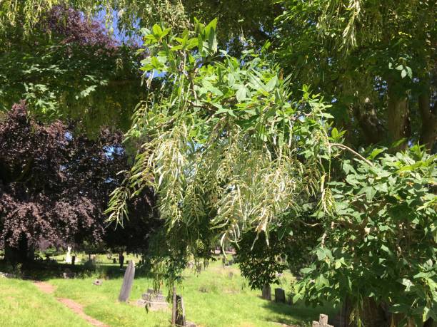 istock Golden Chain (Laburnum) - Seedpods 1396725308