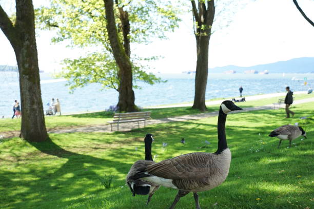 istock Spring time Canadian Geese Portrait 2022 1396725328