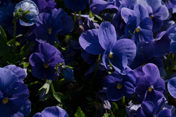 purple violet pansies