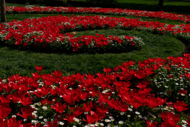 Tulips on a sunny field in spring
