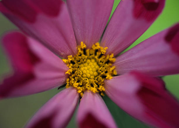 Seashell Cosmos, Psychedelic Flower stock photo