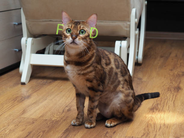 A Bengal purebred feline asks for food.
