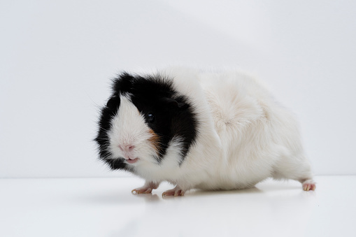 White abyssinian guinea pig with black face and white nose on white background looking at camera