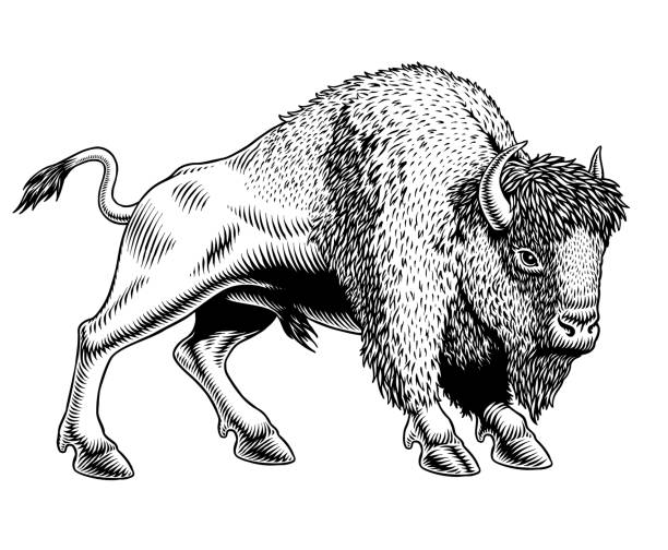 ilustrações, clipart, desenhos animados e ícones de buffalo - american bison ou zubr isolado em fundo branco. gravura estilo ilustração vetorial desenhada à mão. - bisonte europeu