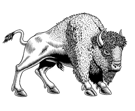 Buffalo - American Bison or zubr isolated on white background. Engraving or etching style hand-drawn black and white vector illustration.