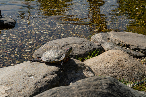 Painted turtle resting on a log with body reflection and displaying its turtle shell, head, paws in its environment and habitat surrounding. Turtle Image. Picture. Portrait. Photo.