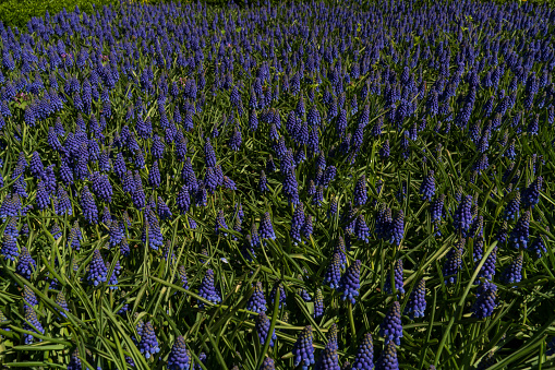 Purple hyacinth field Spring flowers background Netherlands