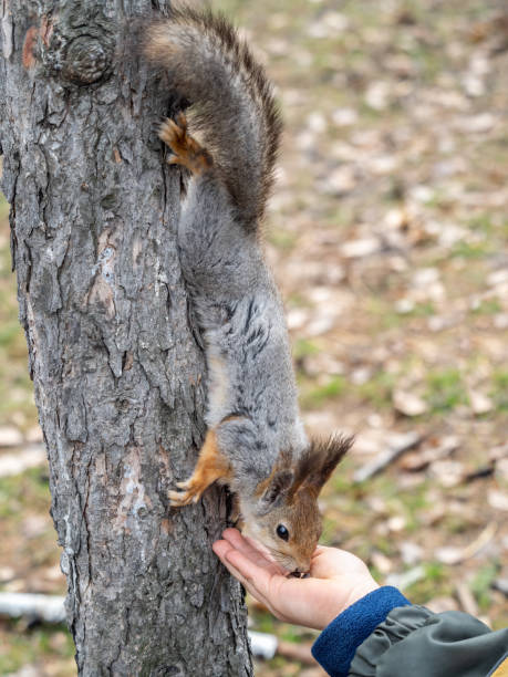 istock A squirrel in the spring or autumn eats nuts from a human hand. Eurasian red squirrel, Sciurus vulgaris 1396726750