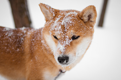 Japanese Shiba Inu dog covered in snow in winter. Beautiful red dog. Snowfall