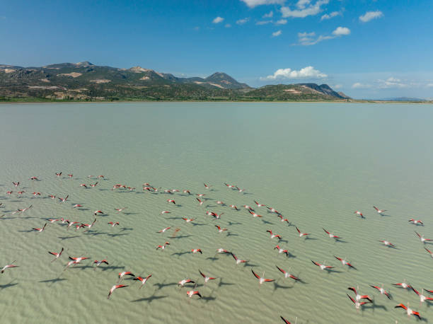 istock Flamingos flying on lake 1396727867