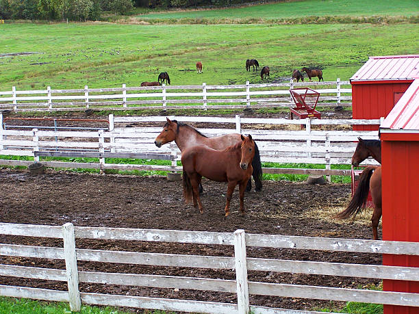 Horses 2 Horses at the barn plushka stock pictures, royalty-free photos & images