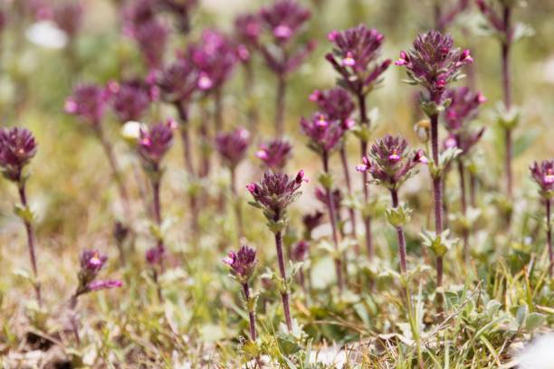 istock Red bartsia plants, Parentucellia latifolia 1396728074