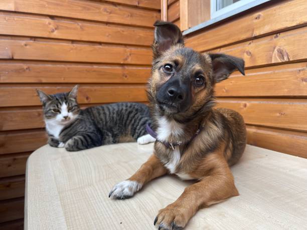 Puppy and gray cat