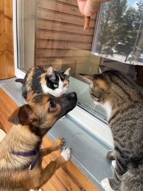 istock Puppy and two cats 1396728237