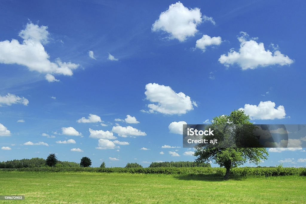 Sommer-Landschaft - Lizenzfrei Baum Stock-Foto