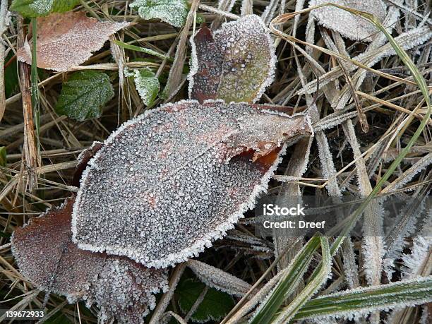 Foto de Outono Encontra O Inverno e mais fotos de stock de Alto contraste - Alto contraste, Baixo - Posição, Beleza