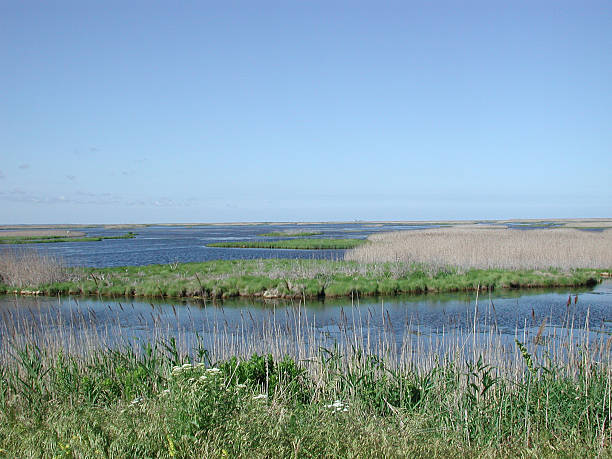 beautiful wetlands stock photo