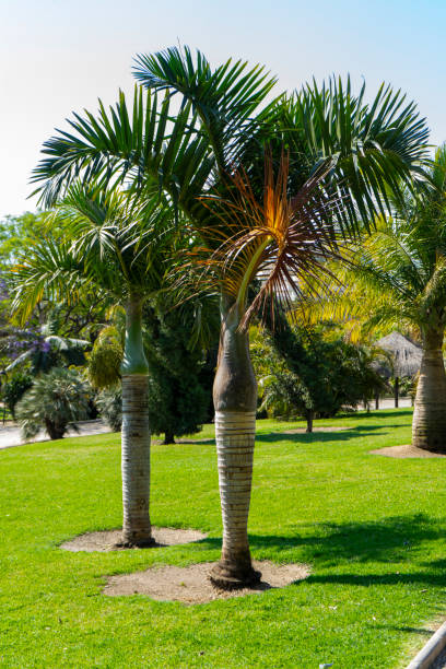 istock palm trees in a garden in spring 1396729658