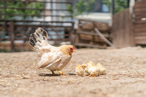 Bantam Hen and chicks feeding in farm