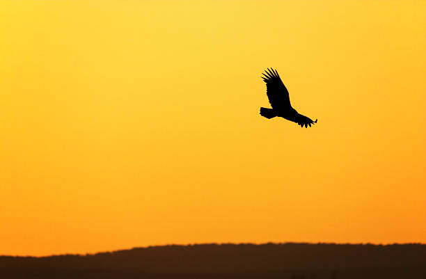 istock Turkey vulture soaring in the sky and sunset 139672996