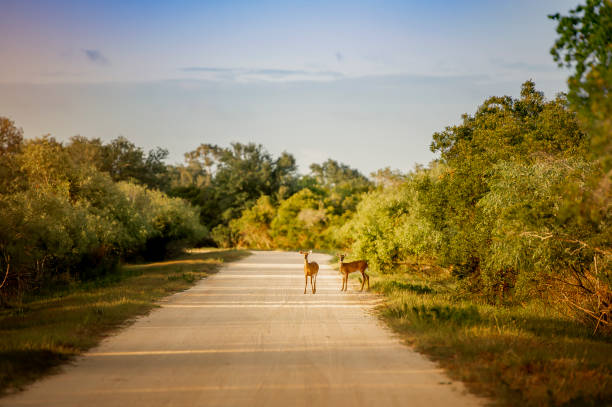 Two Deer Crossing a Dirt Road
