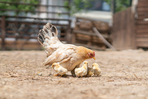 Bantam Hen and chicks feeding in farm