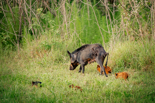 Female wild pig and her tiny piglets, searching for food at dusk, on the side of the road in coastal Florida
