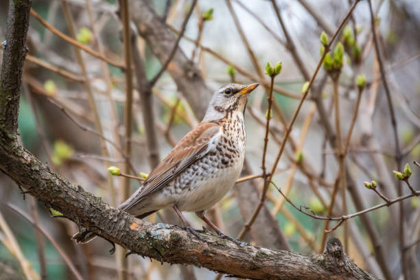 istock Fieldbird sits on a branch in spring with a blurred background. 1396730862