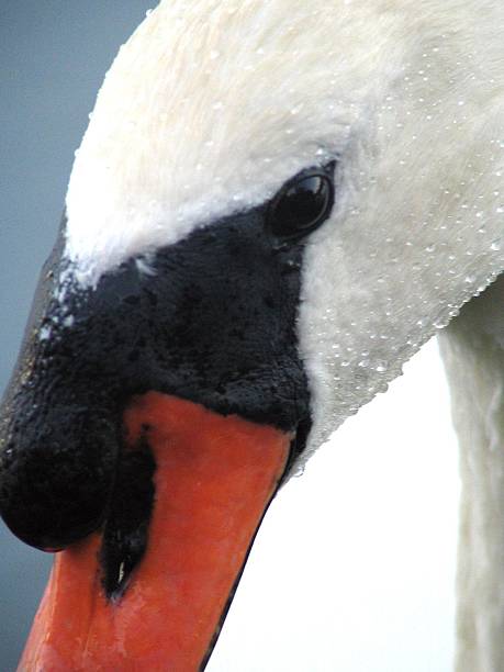 swan macro stock photo