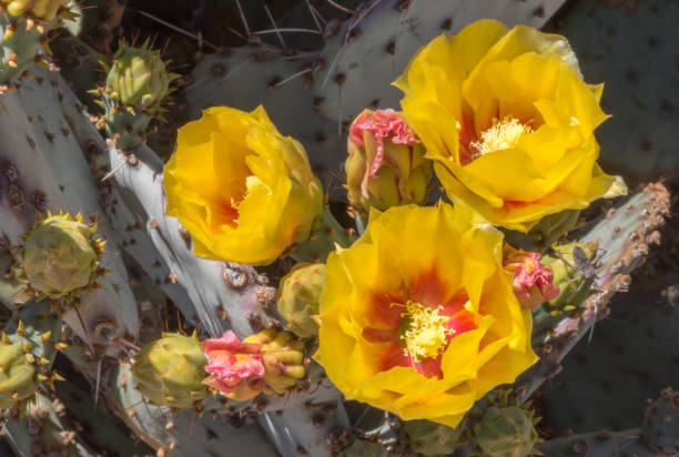 istock Yellow cactus flowers 1396731676